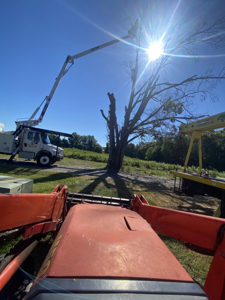 Rolling Oak Tree - Damaged Tree Removal