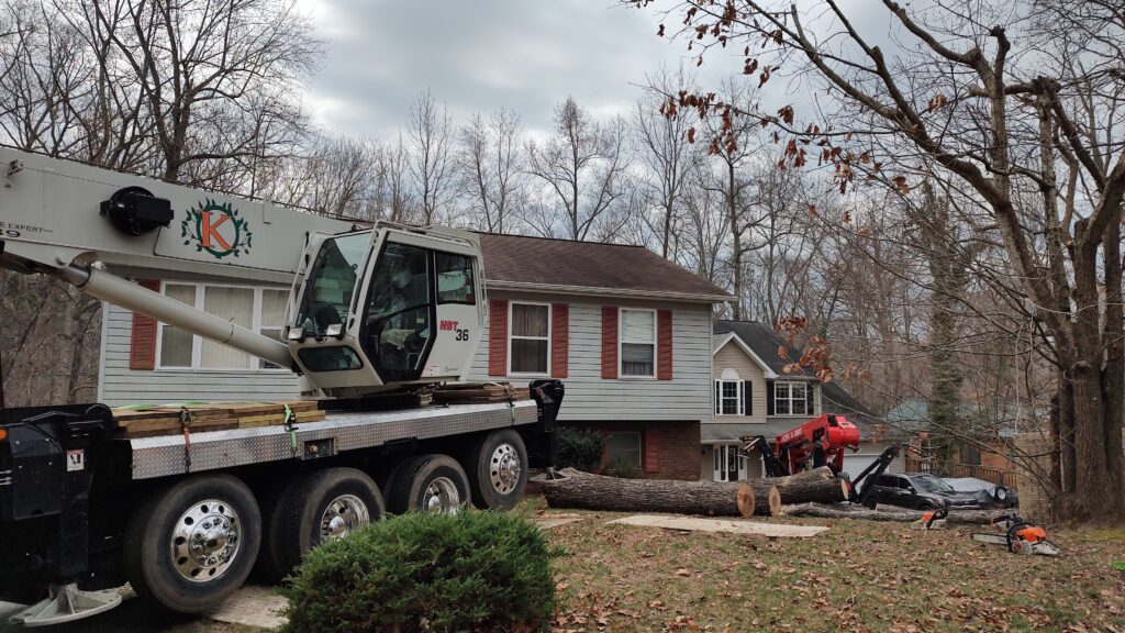 Rolling Oak Tree - Residential Tree Removal