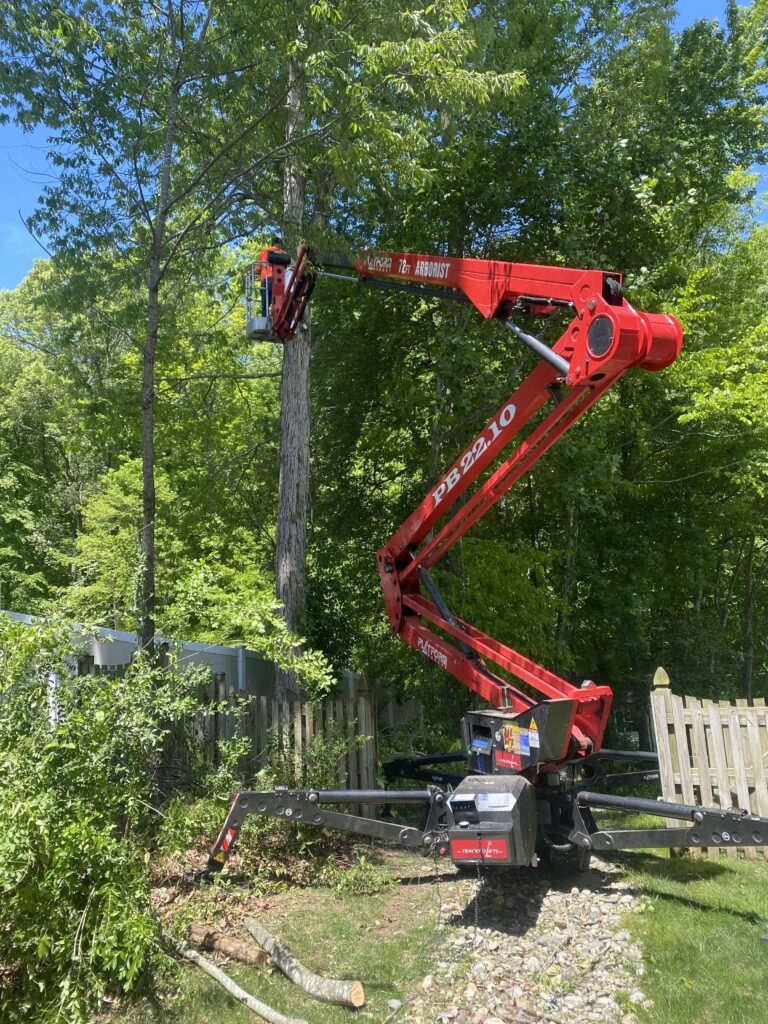 Rolling Oak Tree - Tree Trimming